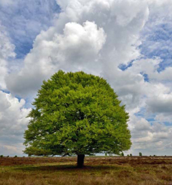 We Live by Light/Holland Beukenboom op de heide 9621 Fotobehang - Noordwand