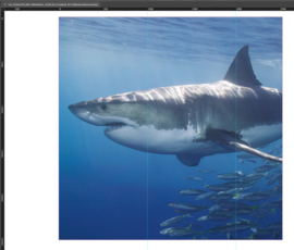 AS Creation Wallpaper 3 XXL Fotobehang 470685XL/Zee/Vissen