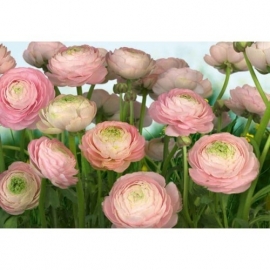 Fotobehang. 8-894 Gentle Rose-Komar