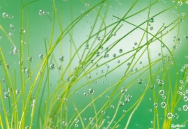 Fotobehang 8-889 Komar Natuur