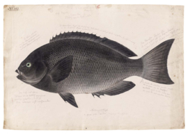 DWD Natural History/Keiga Kawahara Fotobehang NH250026 Zwarte Vis/Maatwerk