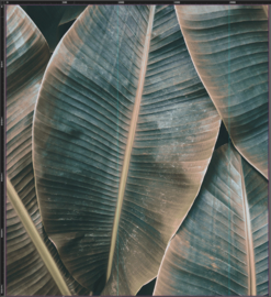 AS Creation Designwalls Fotobehang DD118562 Banana Leaves 2/Bananenbladeren