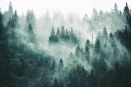 Dimex/Wall Murals 2023 Fotobehang MS-5-1863 Foggy Forest/Mist/Bomen
