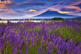 Dimex/Wall Murals 2023 Fotobehang MS-5-1925 Fuji Mountain And lavender/Lavendel