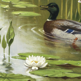 DWD Natural History/M.A Koekkoek Fotobehang NH250074 Water en weidevogels/Maatwerk