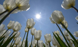 We Live by Light/Holland Tulpen met zon Fotobehang 4997