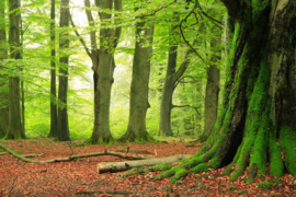 AS Creation Wallpaper XXL3  Fotobehang 470309XL Forest/Natuur