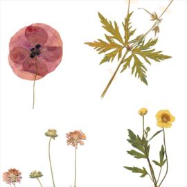 DWD Natural History Fotobehang NH250035 Herbarium / Maatwerk