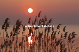 Dimex Fotobehang Reed On The Lake MS-5-0089 Riet/Natuur