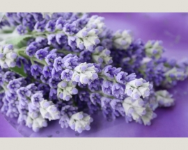 Fotobehang 036521 ASCreation Bloemen