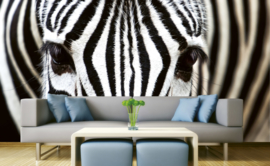 Dimex Fotobehang Zebra MS-5-0234 Dieren/Dieren