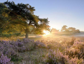 We live by Light/Holland Ederheide Zonsopgang  2152 Fotobehang - Noordwand