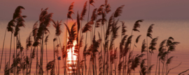 Dimex Fotobehang Reed on the Lake MP-2-0089 Panorama/Riet