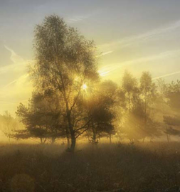 We Live by Light/Holland Herfstochtend 2  4611 Fotobehang - Noordwand