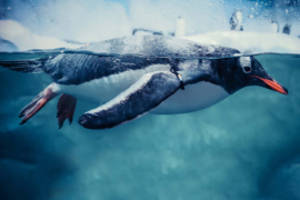 Dimex/Wall MUrals 2023 Fotobehang MS-5-0499 Gentoo Penquin Swimming/PInquin/Dieren