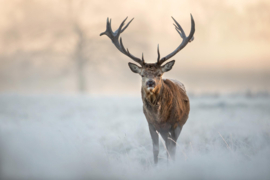 Dimex/Wall Murals 2023 Fotobehang MS-5-0615 Red Deer Stag/Hert/Dieren