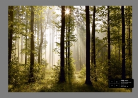 Dutch wallcoverings Fotobehang. FTS 0181 Bomen/Bos