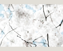 Fotobehang 036251 ASCreation White Blossom