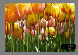 Dutch wallcoverings Fotobehang. FTS 0045 Bloemen/Tulpen