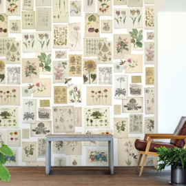 DWD Natural History Fotobehang NH250054 Botanische Prenten/Maatwerk