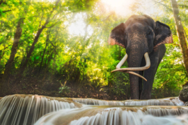 AS Creation Wallpaper XXL3 Fotobehang 470607XL Elephant in River