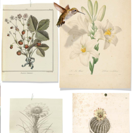 DWD Natural History Fotobehang NH250054 Botanische Prenten/Maatwerk