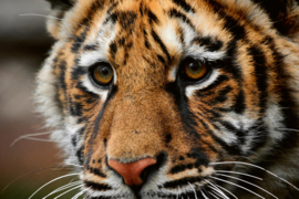 Dimex/Wall Murals 2023 Fotobehang MS-5-0542 Beautiful Big Tiger/Tijger/Dieren