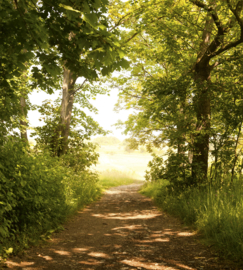 Dimex Fotobehang Forest Path MS-3-0093 Natuur/Bos