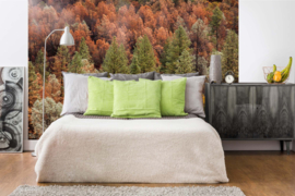 Dimex/Wall Murals 2023 Fotobehang MS-5-1915 Beautiful Forest/Bos/Bomen