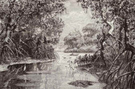 DWD Natural History Fotobehang NH250005 Mangrovebos/Maatwerk