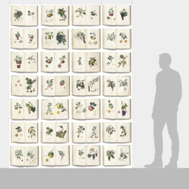 DWD Natural History Fotobehang NH250034 Italiaans Fruit/Maatwerk