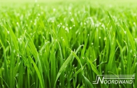Noordwand Farm Live Fotobehang. 3750010  Natuur/Gras