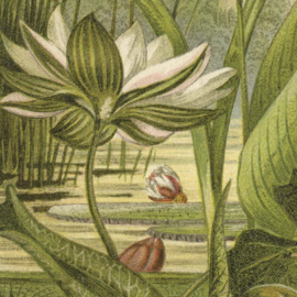 DWD Natural History Fotobehang NH250004 Waterplanten/Maatwerk