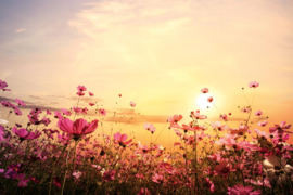 Dimex/Wall Murals 2023 Fotobehang MS-5-1376 Flower Field/Bloemen