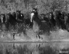 Noordwand Global Fusion Fotobehang G45278 Dieren/Paarden