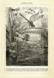 DWD Natural History Fotobehang NH250022 Libellen/Maatwerk