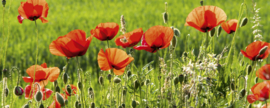 Dimex Fotobehang Poppy Field MP-2-0092 Panorama/Bloemen