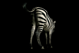 AS Creation Wallpaper 3 XXL Fotobehang 471684 XL Zebra/Dieren