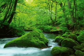 Dimex/Wall Murals 2023 Fotobehang MS-5-1587 Stream In Japan/Natuurlijk