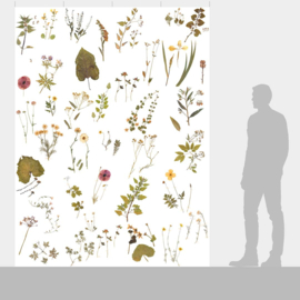 DWD Natural History Fotobehang NH250035 Herbarium / Maatwerk