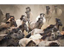 AS Creation APDigital2 Fotobehang  470499  Wild Horses/Wilde Paarden