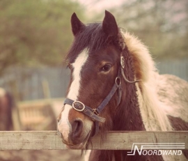 Noordwand Farm Live Fotobehang. 3750071 Brown Horse/Paard