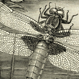 DWD Natural History Fotobehang NH250022 Libellen/Maatwerk