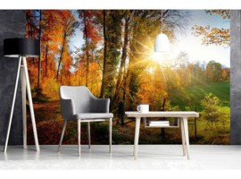 Dimex Fotobehang Forest Walk MS-5-0065 Herfst/Landschap