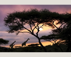 Fotobehang 036551 / Giraffe at sunset ASCreation