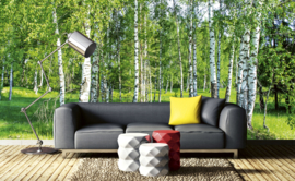 Dimex/Wall Murals 2023 Fotobehang Birch Grow MS-5-0100 Bomen/Berken