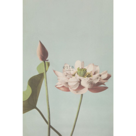 Esta Home Blush Fotobehang 158890 Lotus Flower/Bloemen