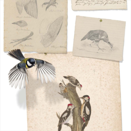 Natural History/Joseph Wolf Fotobehang NH250033 Vogels/Maatwerk