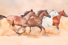 AS Creation Wallpaper XXL3  Fotobehang 470606XL Herd Gallops/Paard