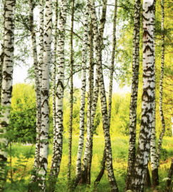 Dimex Fotobehang Birch Forest MS-3-0094 Berken/Natuur